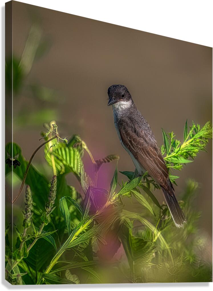 BIR 02437 Canvas Print