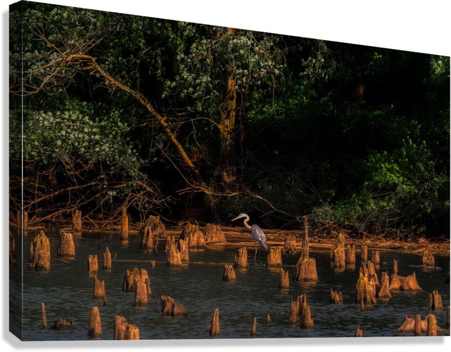 BIR 02438 Canvas Print