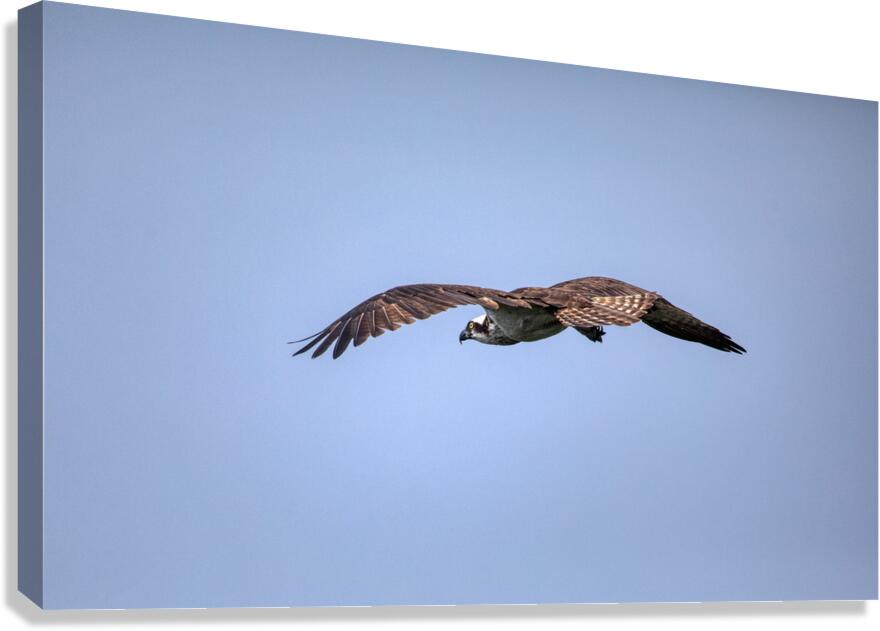 BIR 02446 Canvas Print