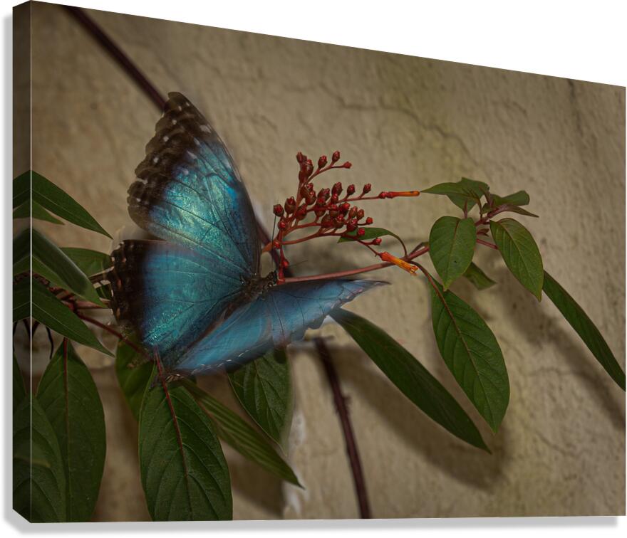 INS 02430 Canvas Print