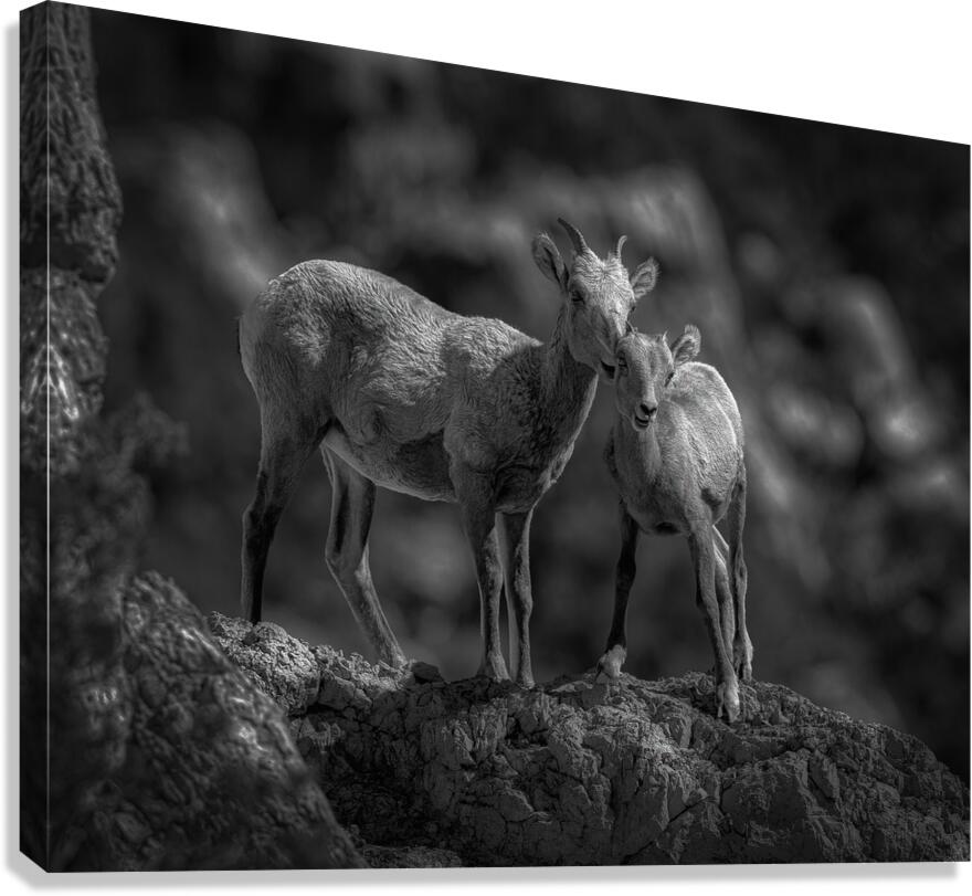 ANI 02475 Canvas Print