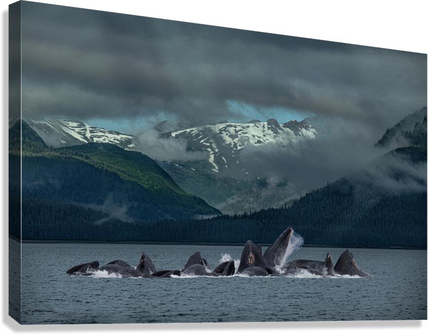 ANI 02549 Canvas Print