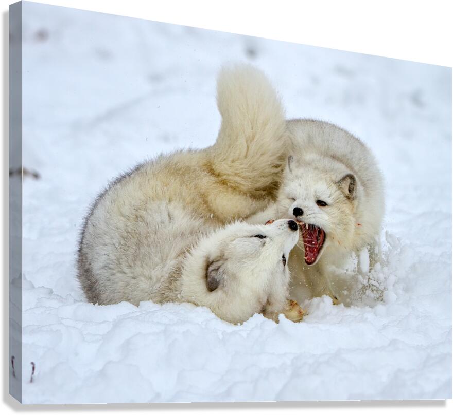 ANI 02575 Canvas Print