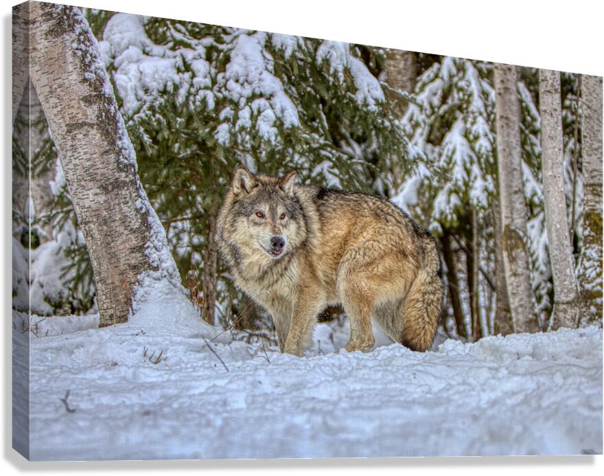 ANI 02577 Canvas Print