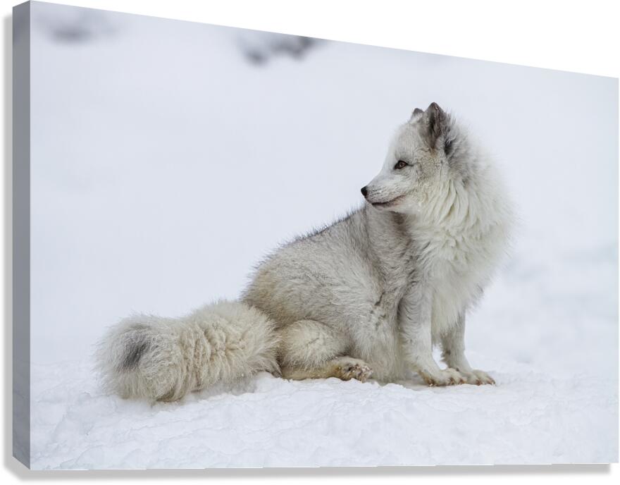 ANI 02576 Canvas Print
