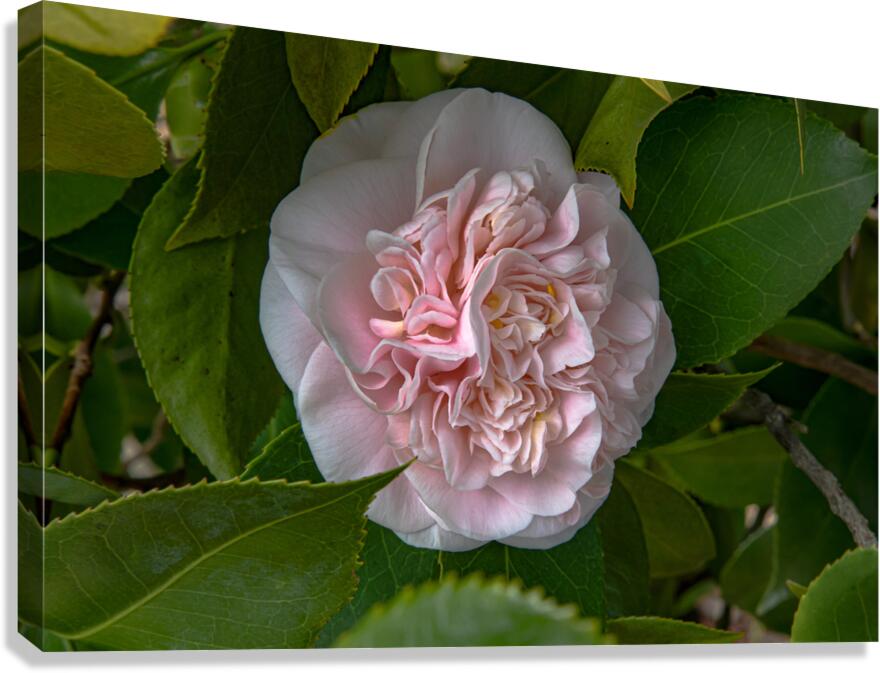 FLO 02558 Canvas Print