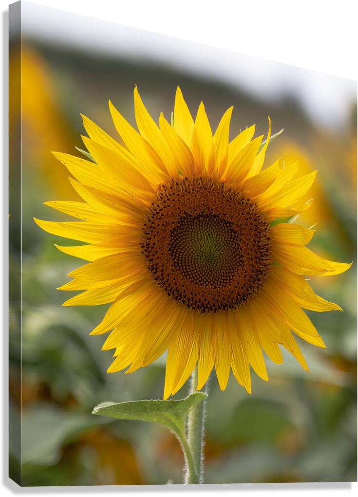 FLO 02580 Canvas Print