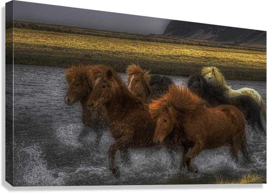 ANI 02613 Canvas Print