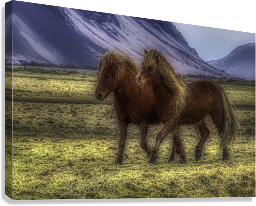 ANI 02607 Canvas Print