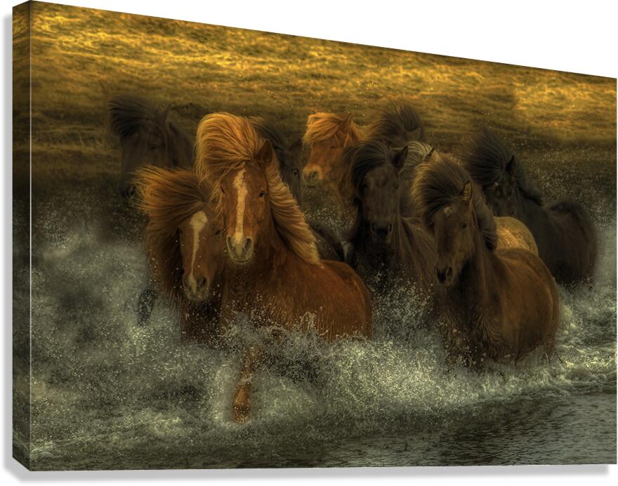 ANI 02611 Canvas Print
