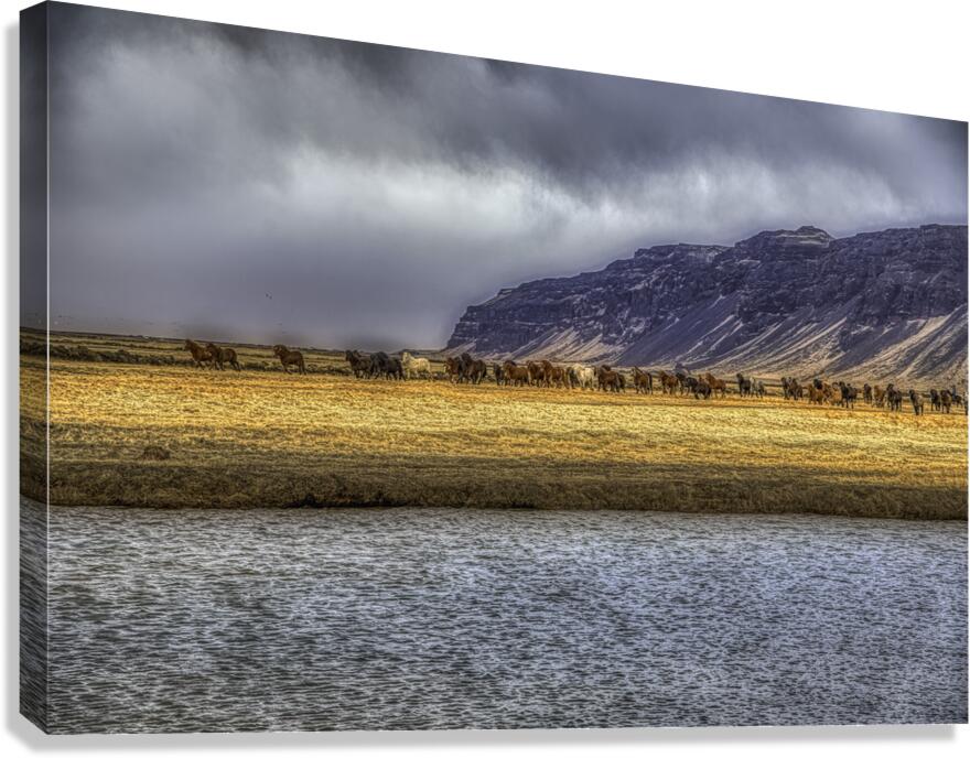 ANI 02606 Canvas Print