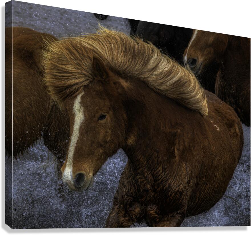 ANI 02612 Canvas Print