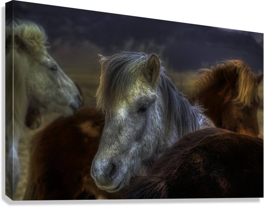 ANI 02604 Canvas Print