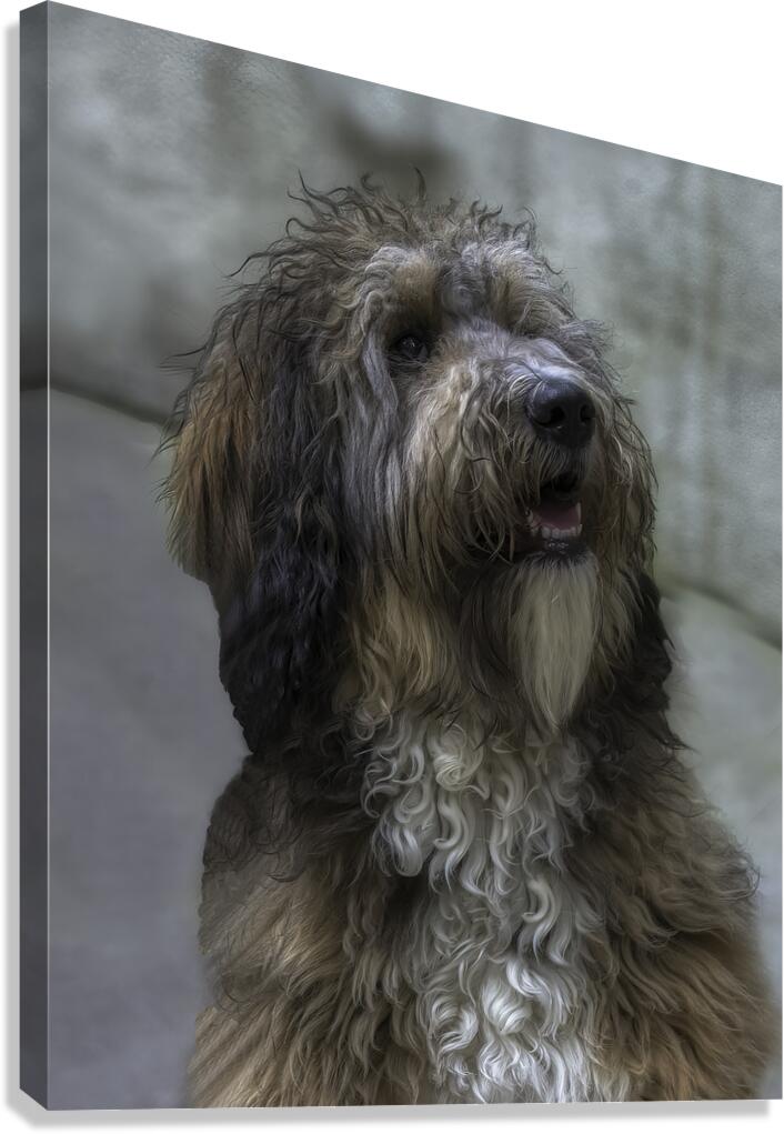 ANI 02589 Canvas Print