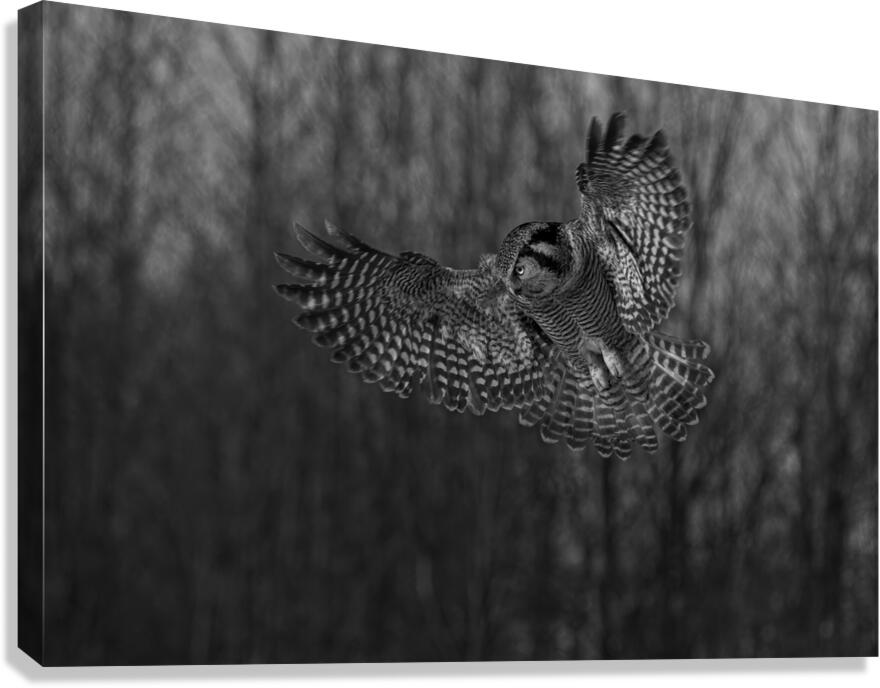 BIR 02630 Canvas Print