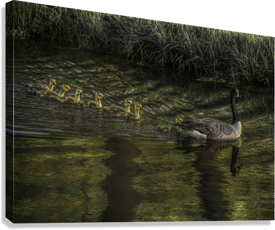 BIR 02621 Canvas Print