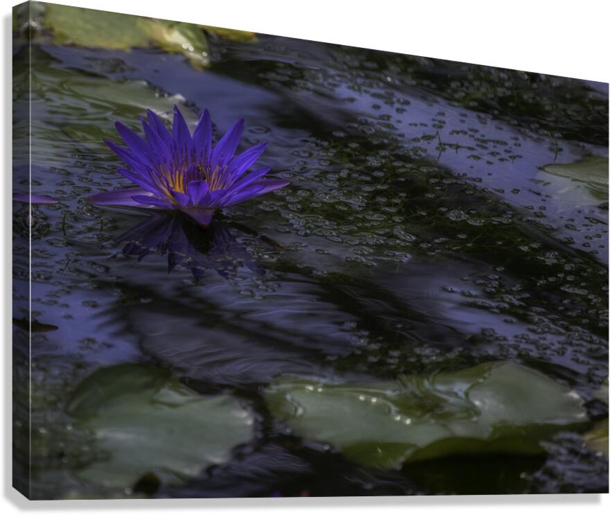 FLO 02598 Canvas Print
