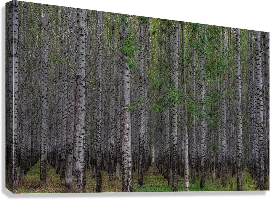 LAN 02617 Canvas Print