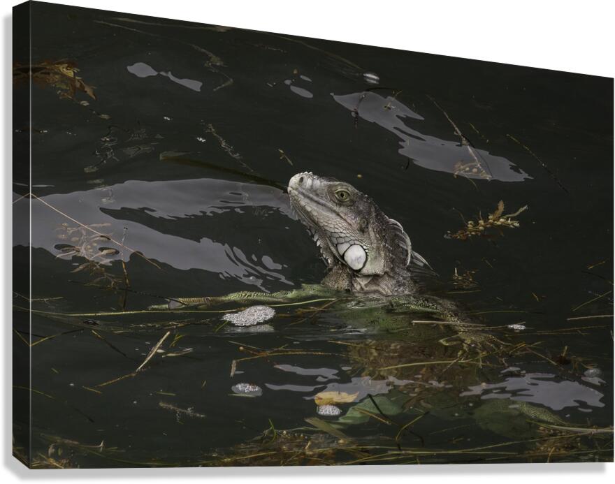 ANI 02656 Canvas Print