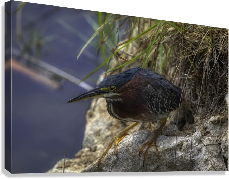 BIR 02657 Canvas Print
