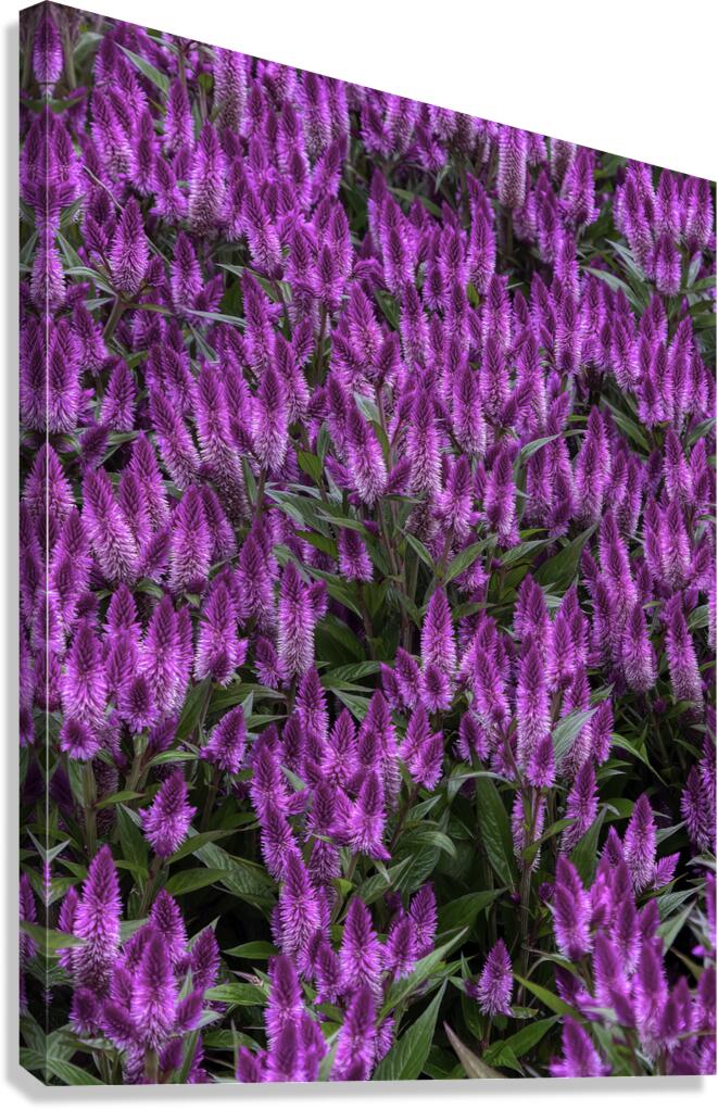 FLO 02649 Canvas Print