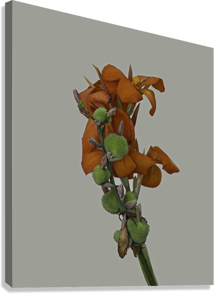 FLO 02661 Canvas Print