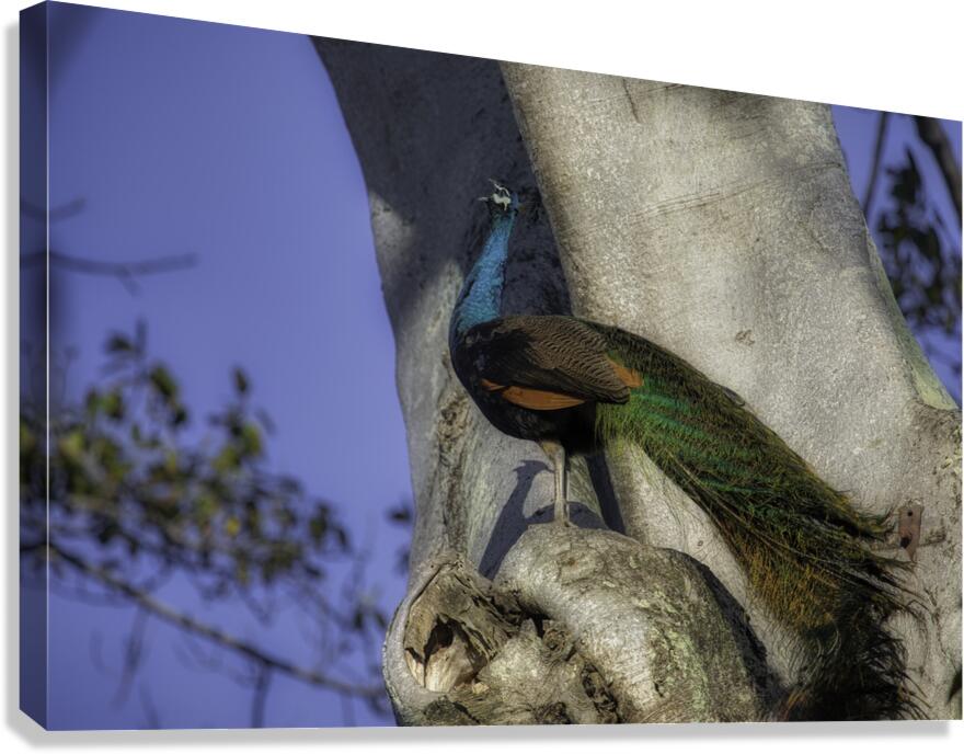 BIR 2671 Canvas Print
