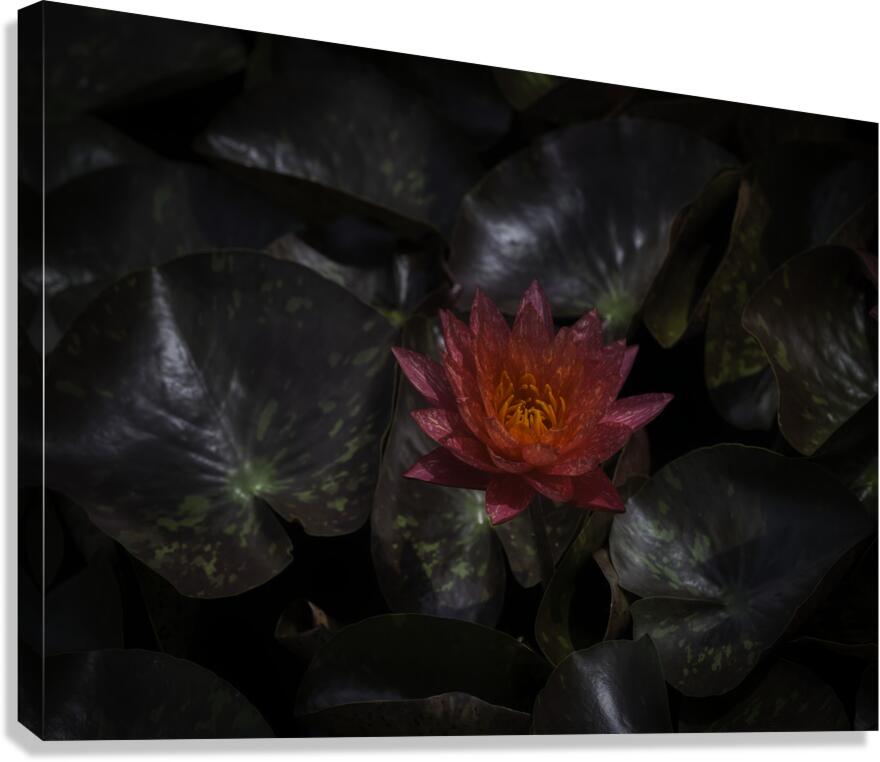 FLO 2699 Canvas Print