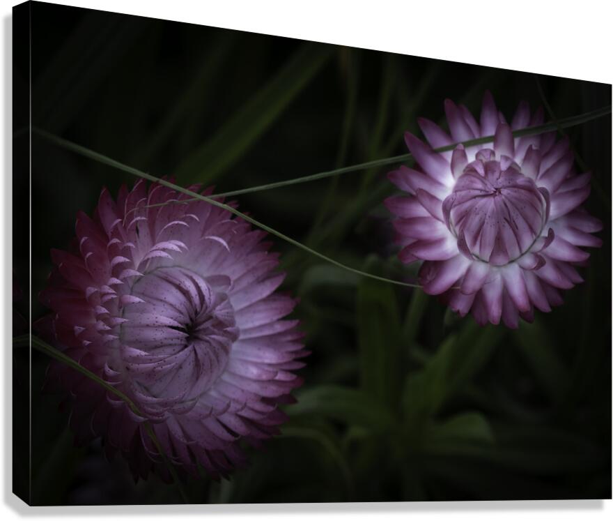 FLO 2695 Canvas Print