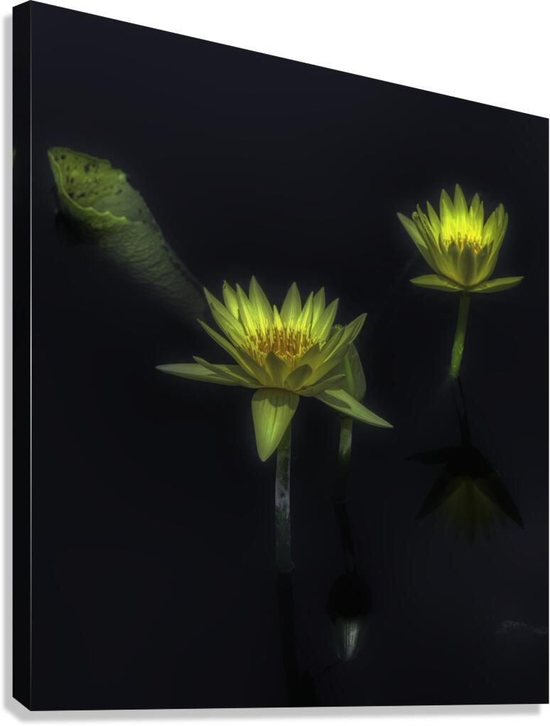 FLO 2697 Canvas Print