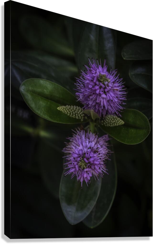FLO 2696 Canvas Print