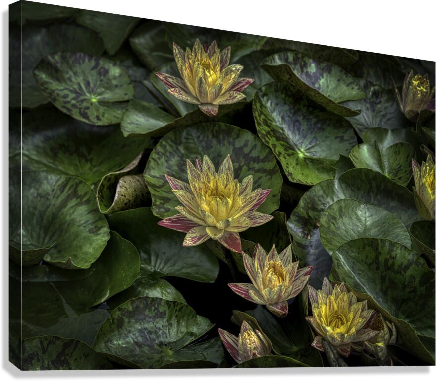 FLO 2706 Canvas Print