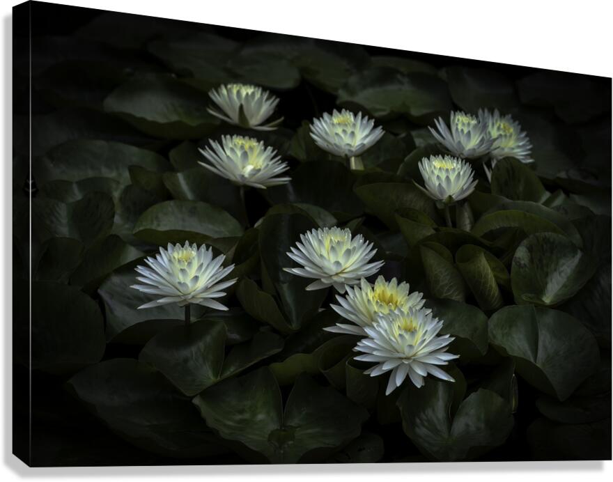 FLO 2705 Canvas Print