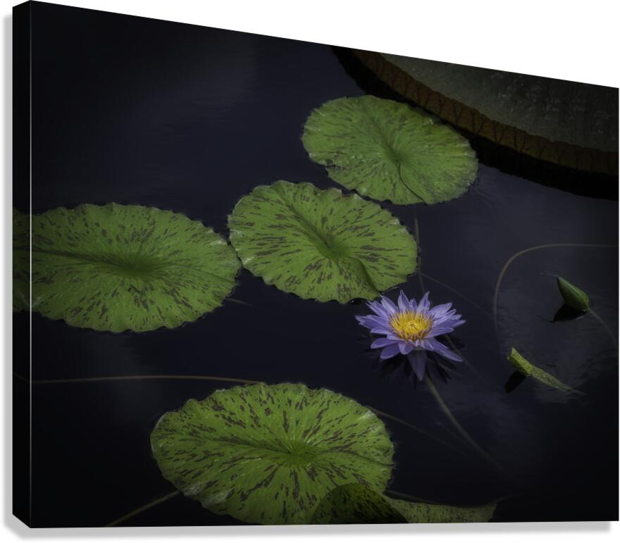 FLO 2703 Canvas Print