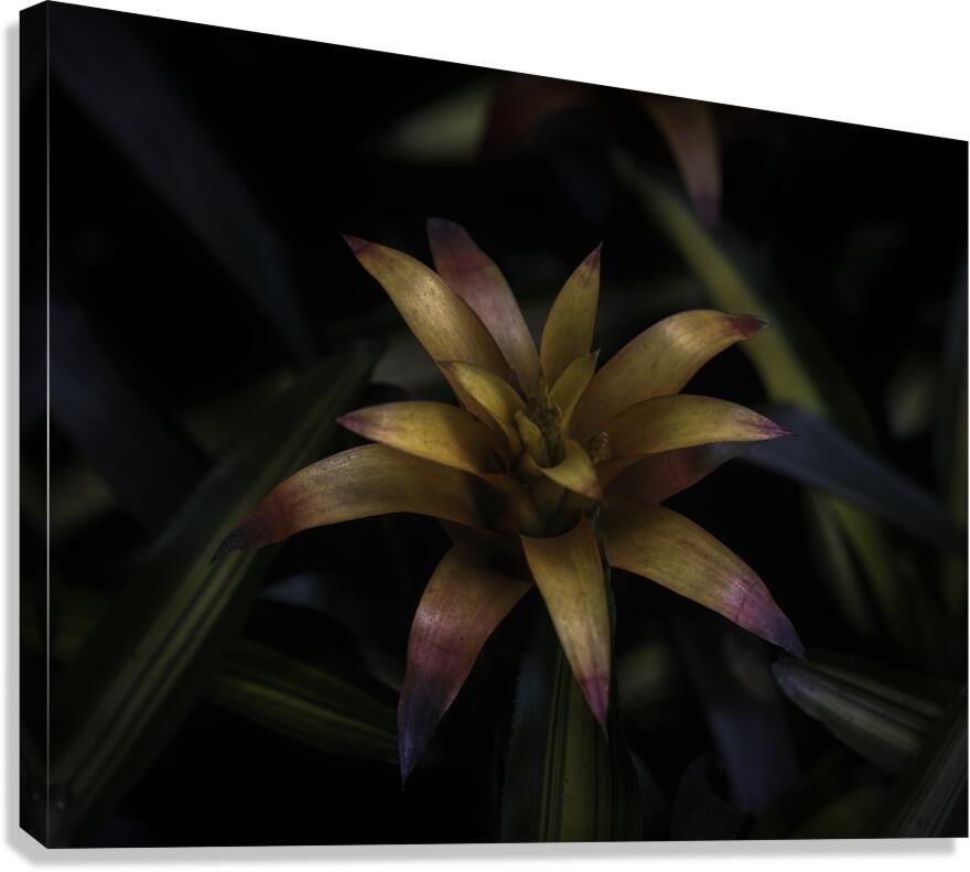 FLO 2709 Canvas Print