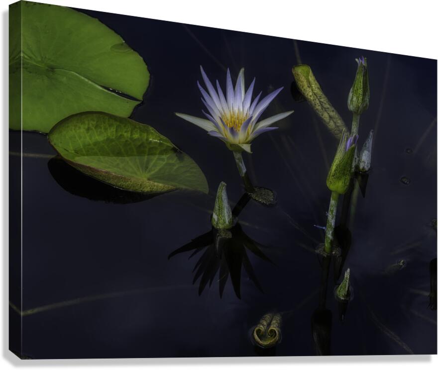 FLO 2702 Canvas Print