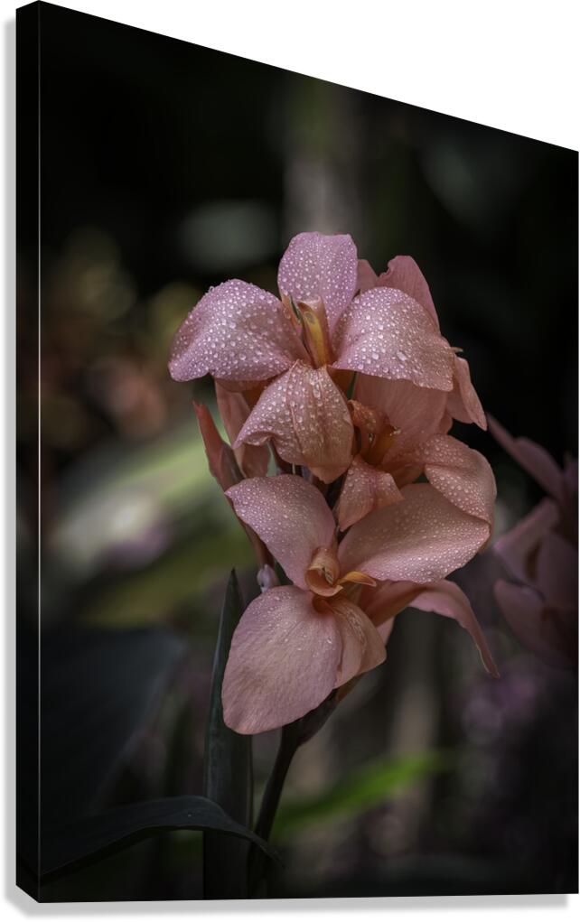 FLO 2707 Canvas Print