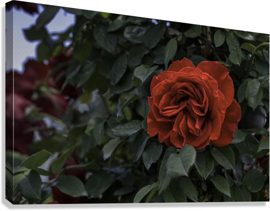 FLO 2712 Canvas Print