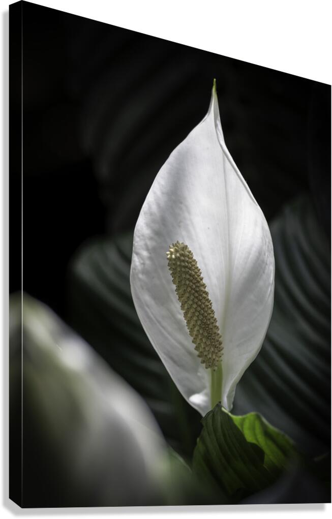FLO 2710 Canvas Print