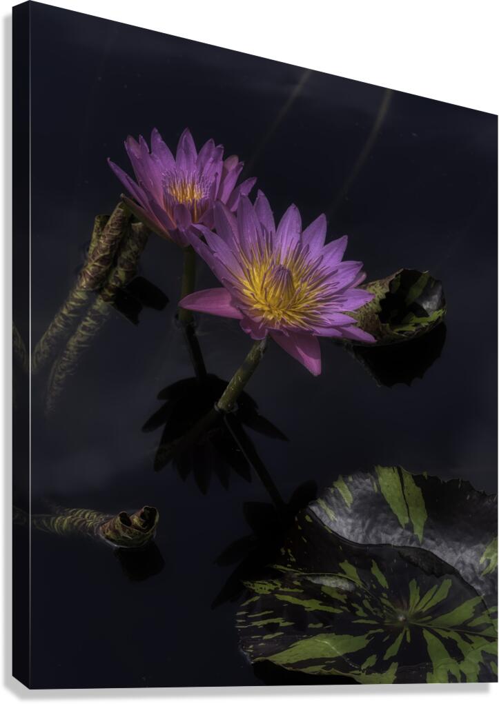 FLO 2701 Canvas Print