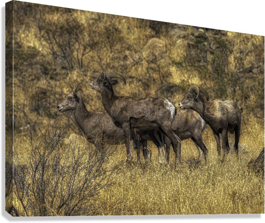 ANI 00113 Canvas Print
