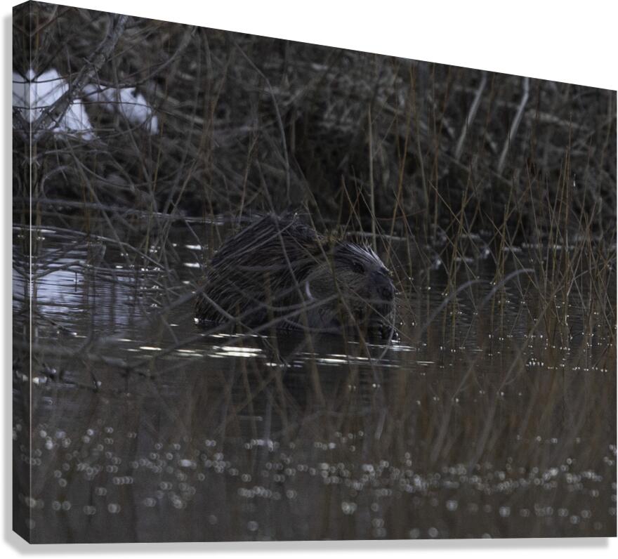 ANI 00105 Canvas Print