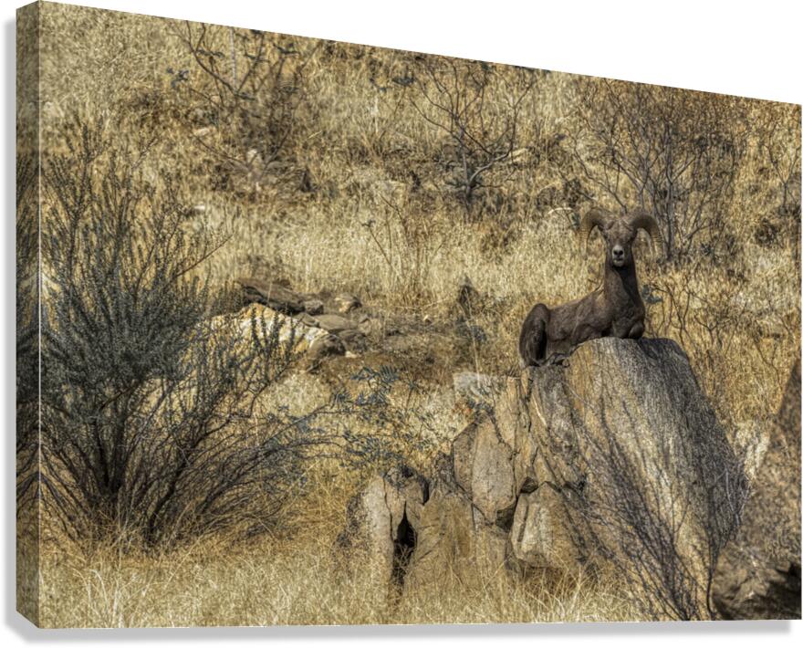 ANI 00115 Canvas Print