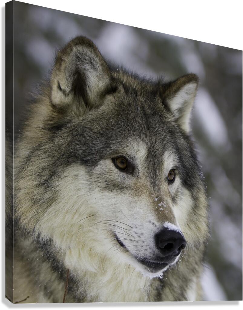 ANI 00147 Canvas Print