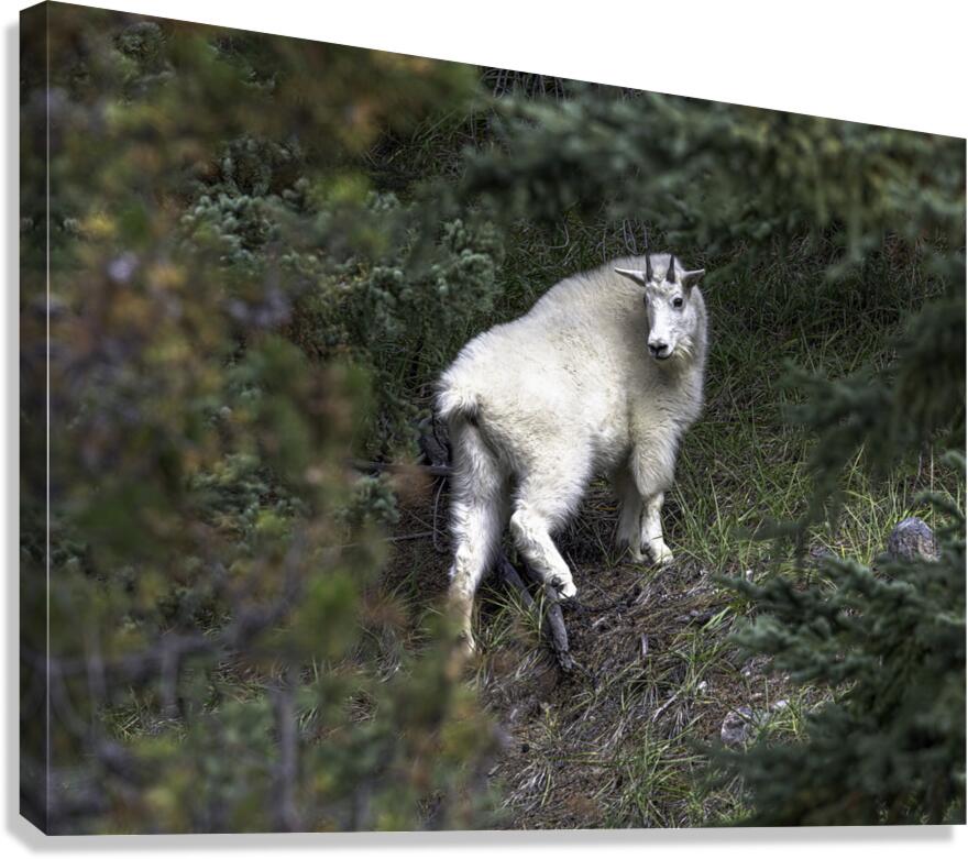 ANI 00121 Canvas Print