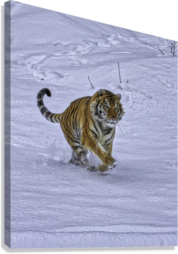 ANI 00141 Canvas Print
