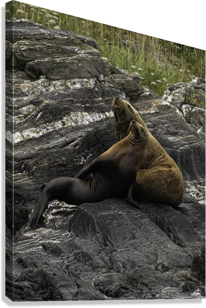 ANI 00178 Canvas Print