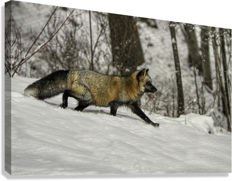 ANI 00152 Canvas Print