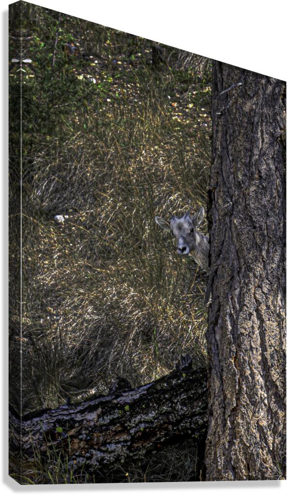 ANI 00166 Canvas Print