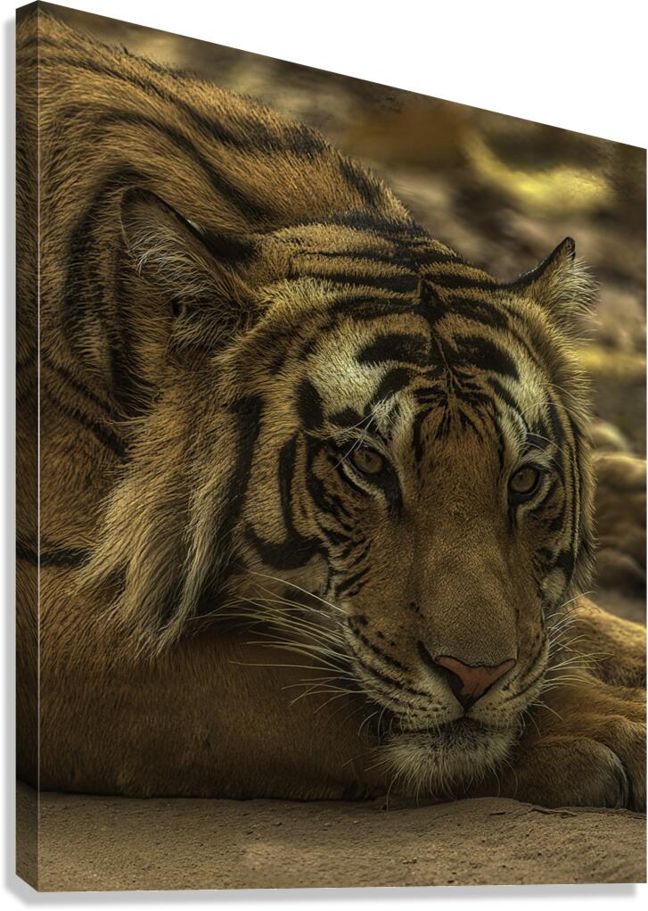 ANI 00193 Canvas Print